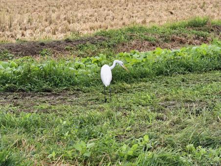 田園風景に佇む白いサギの写真