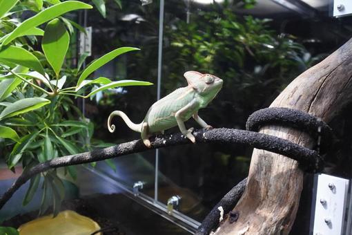 カメレオン カメレオン,動物,水族館の写真素材