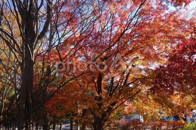 軽井沢の矢ケ崎公園の紅葉 紅葉,軽井沢,秋の写真素材