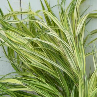 風知草の葉 風知草の葉 風知草,葉,斑入りの写真素材