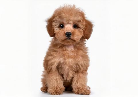 トイプードル犬の写真