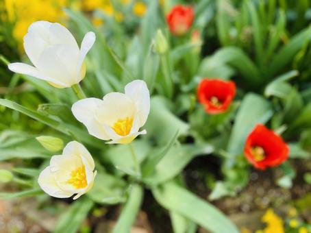 White Tulips, JPG White Tulips, JPG