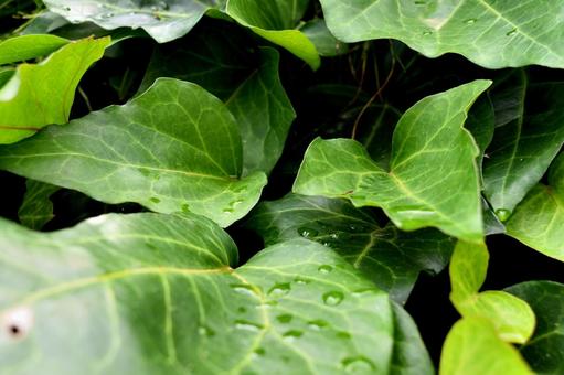 雨上がりの植物 雨上がりの植物の写真
