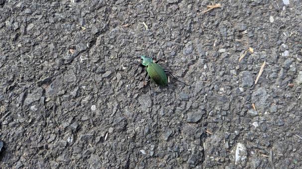 アオ オサムシ アオオサムシ,オサムシ,虫の写真素材