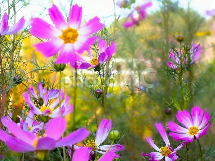 秋のイメージ コスモス,やさしい,ピンクの写真素材
