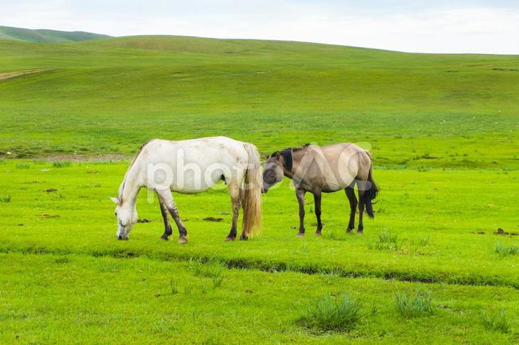 モンゴルの馬と大草原 馬,大草原,草原の写真素材