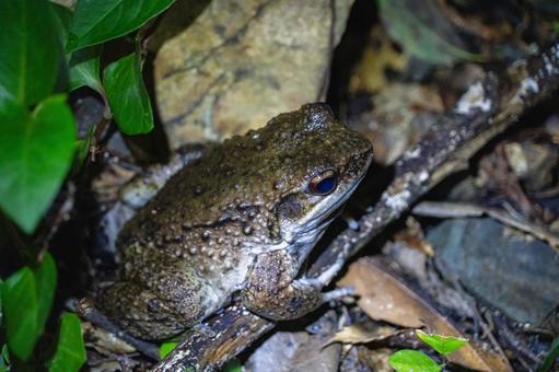 オットンガエルの写真