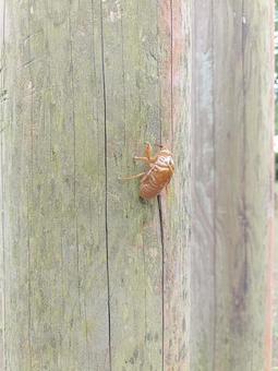 セミの抜け殻 セミの抜け殻の写真