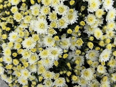 薄い黄色の小菊 菊,小菊,満開の写真素材