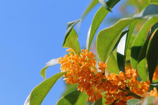 キンモクセイ　秋の花 キンモクセイ,秋,金木犀の写真素材
