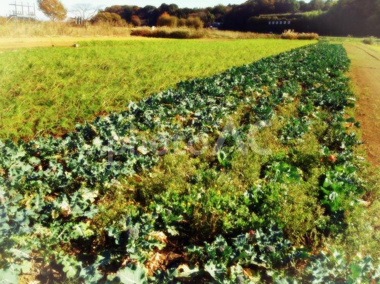 田園風景・秋 farm,seasonimage,はたけの写真素材