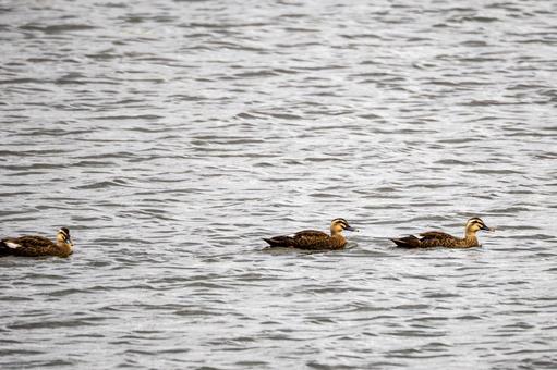 大沼のカモ⑹ 大沼のカモ⑹の写真