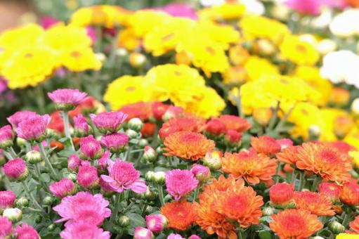 秋冬咲く小菊の花の寄せ植え1スプレーマム 秋冬咲く小菊の花の寄せ植え1スプレーマム 小菊,花,寄せ植えの写真素材