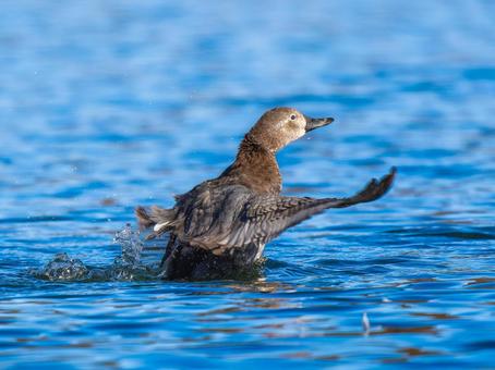 Ducks, ducks and ducks flapping their wings in a pond, JPG