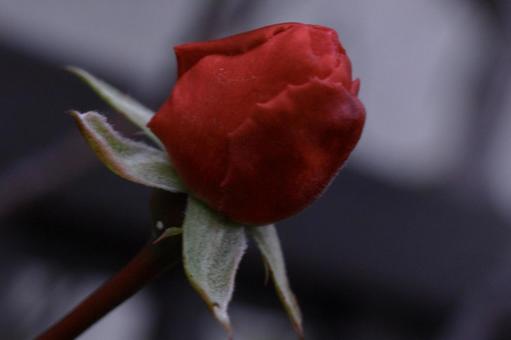 薔薇の蕾2の写真