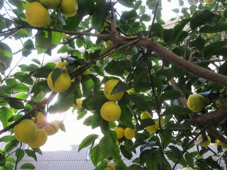 ハナユズ  ００７の写真