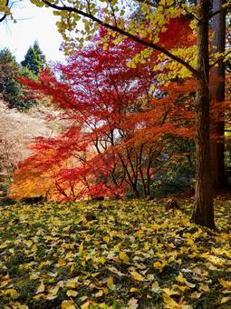 四季桜と紅葉 愛知県豊田市市場城跡より 紅葉,四季桜,城跡の写真素材