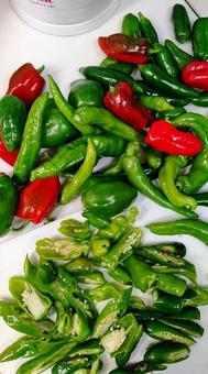 ピーマン 野菜,ピーマン,サラダの写真素材