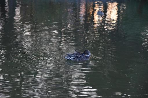 水鳥の羽つくろい 水鳥の羽つくろいの写真