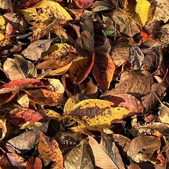 色とりどりの、落ち葉（秋） 落ち葉,秋,枯葉の写真素材