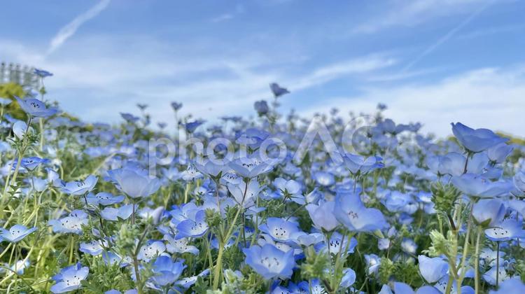 青空とネモフィラの花畑 ネモフィラ,空,自然の写真素材