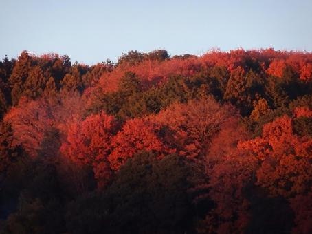 夕陽に染まる紅葉 夕陽に染まる紅葉の写真