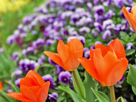 チューリップ・オレンジ・その1 チューリップ・オレンジ・その1の写真