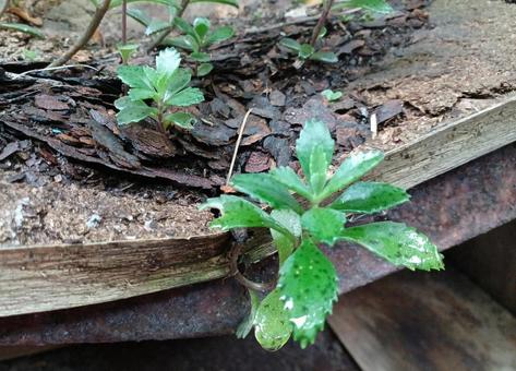 不死鳥 不死鳥,多肉植物,花の写真素材