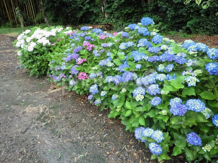 植物_紫陽花並木(あじさい) アジサイ,あじさい,紫陽花の写真素材
