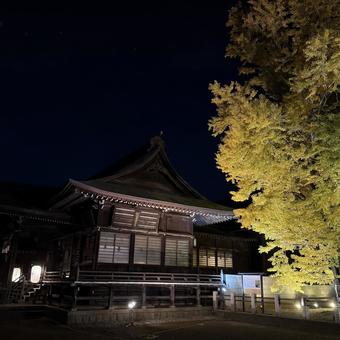 神社とイチョウ 神社とイチョウ 夜,ライトアップ,夜景の写真素材