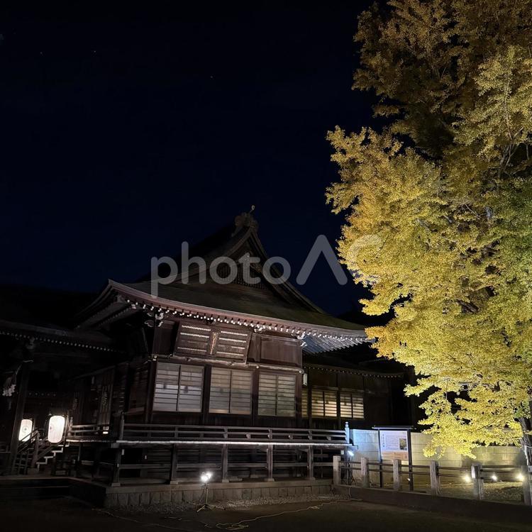 神社とイチョウ 夜,ライトアップ,夜景の写真素材