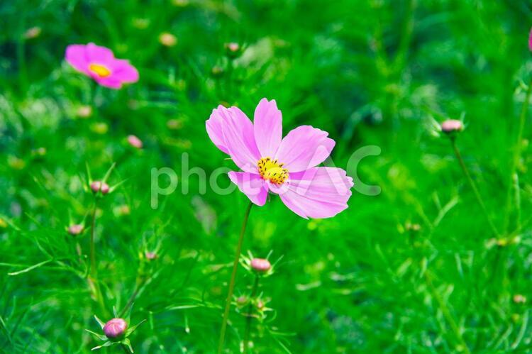 緑の中のコスモス コスモス,花畑,緑の写真素材