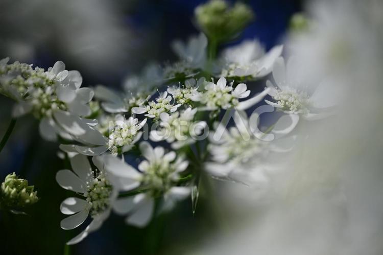 オルレア オルレア,花,白の写真素材