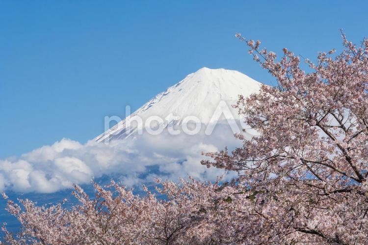 富士山と桜（ソメイヨシノ） 桜,さくら,サクラの写真素材