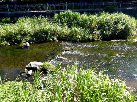 7月・横浜市栄区を流れるいたち川の風景の写真