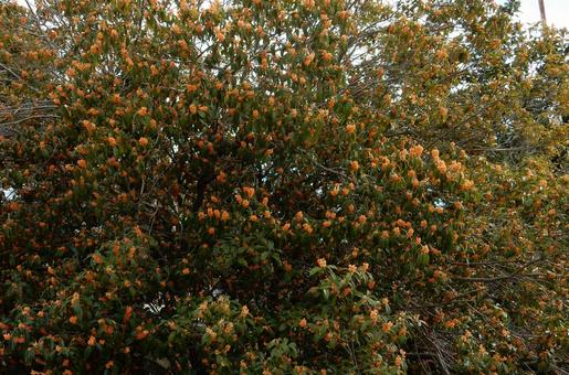 【花の写真】キンモクセイ（金木犀） キンモクセイ,金木犀,植物の写真素材