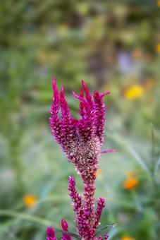 Photo, kaitou, kepala ayam, cockscomb, 