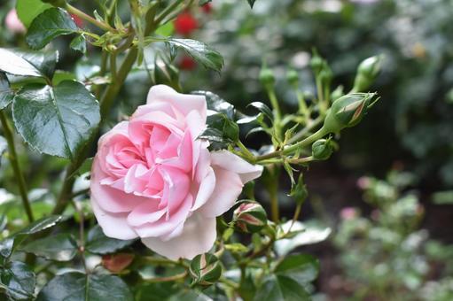 ピンクのバラ ピンク,薔薇,バラの写真素材