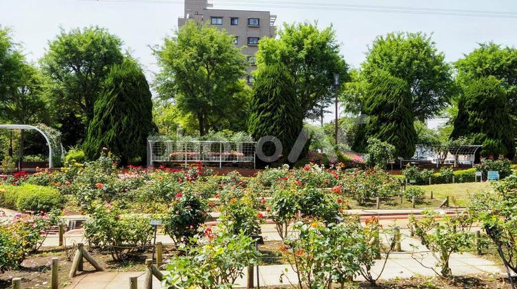 初夏のバラ園＆新緑の木々（江戸川区葛西） 初夏,バラ園,総合レクリエーション公園の写真素材