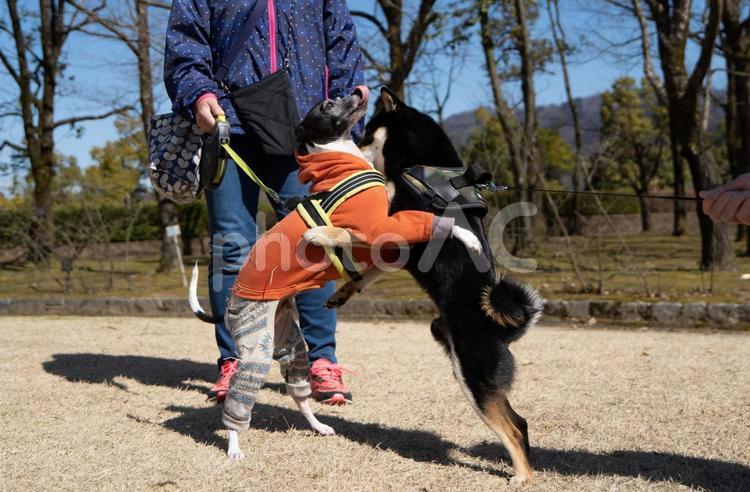 ワンプロする柴犬とイタグレ イタリアングレーハウンド,春,イタグレの写真素材