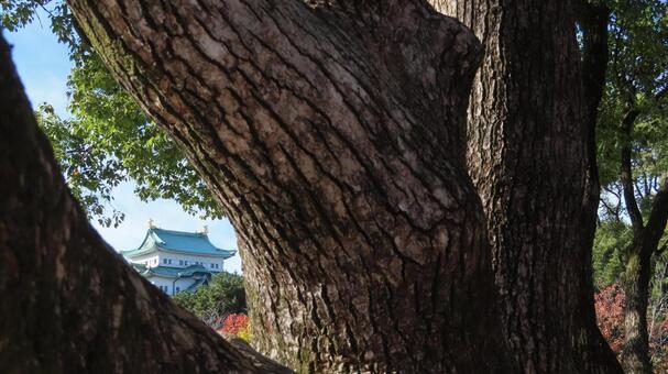 名古屋城　大木越しの天守 名古屋城,尾張徳川家,御三家の写真素材