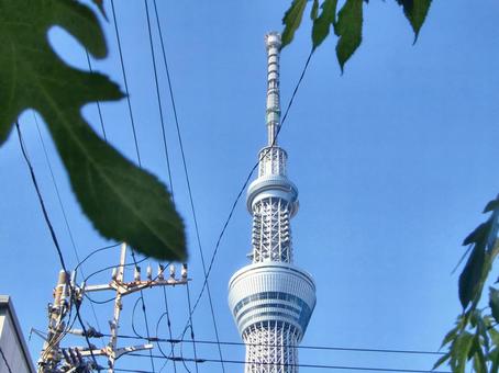 木の葉越しの東京スカイツリー-7 木の葉越しの東京スカイツリー-7 木,枝,葉の写真素材