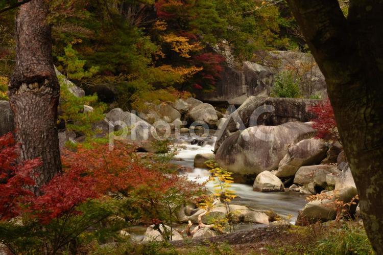 山梨県甲府市　昇仙峡の紅葉 昇仙峡,山梨,紅葉の写真素材