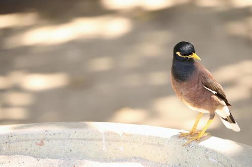 公園の野鳥 公園の野鳥 小鳥,野鳥,鳥の写真素材