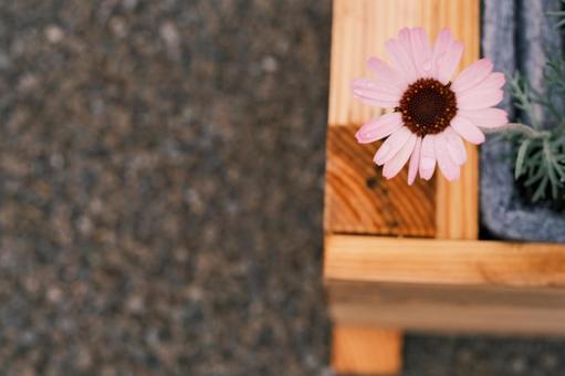 ちょこんと花 ちょこんと花の写真