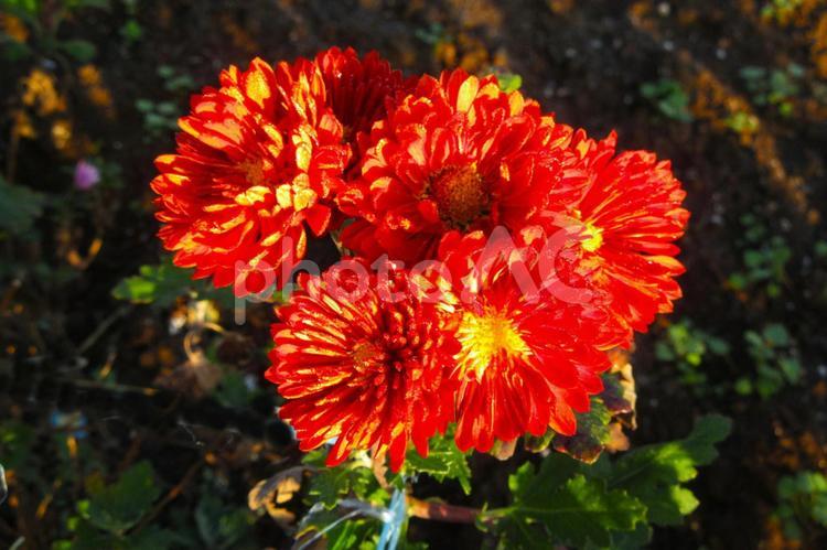 菊の花4(横浜市内にて) 小菊,菊の花,赤色の写真素材