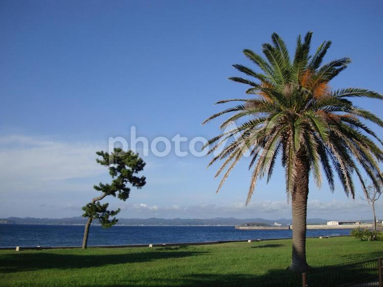 海と木 海,館山,夏の写真素材