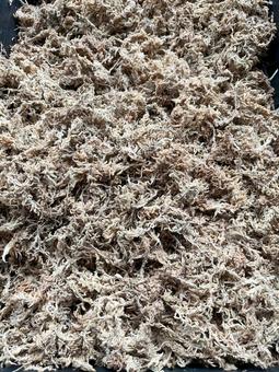 コケ 観葉植物用 コケ 観葉植物用の写真