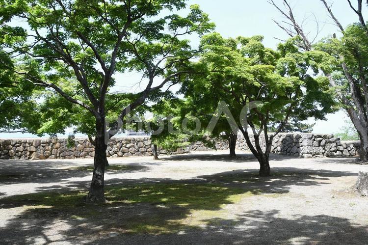 松阪城跡と新緑 新緑,松阪城跡,石垣の写真素材