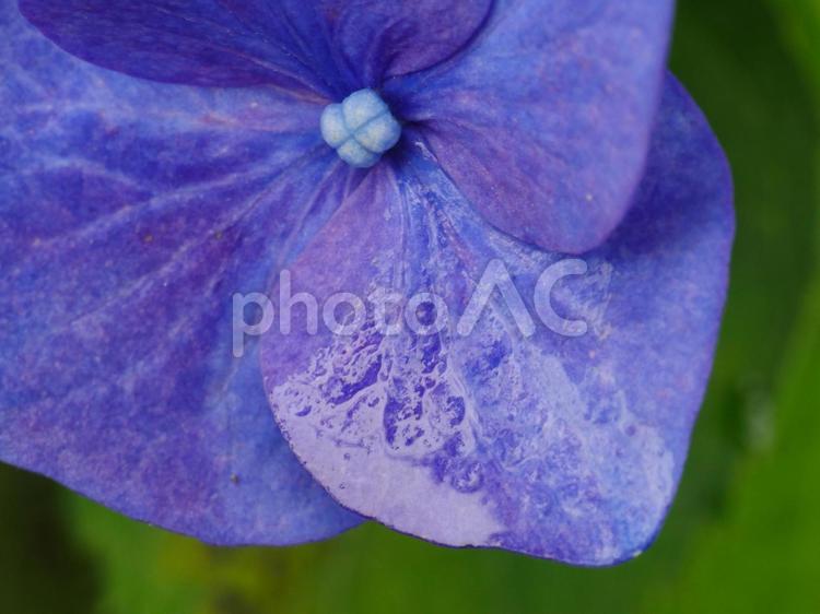 雨に濡れる紫陽花のクローズアップ あじさい,自然,青い紫陽花の写真素材